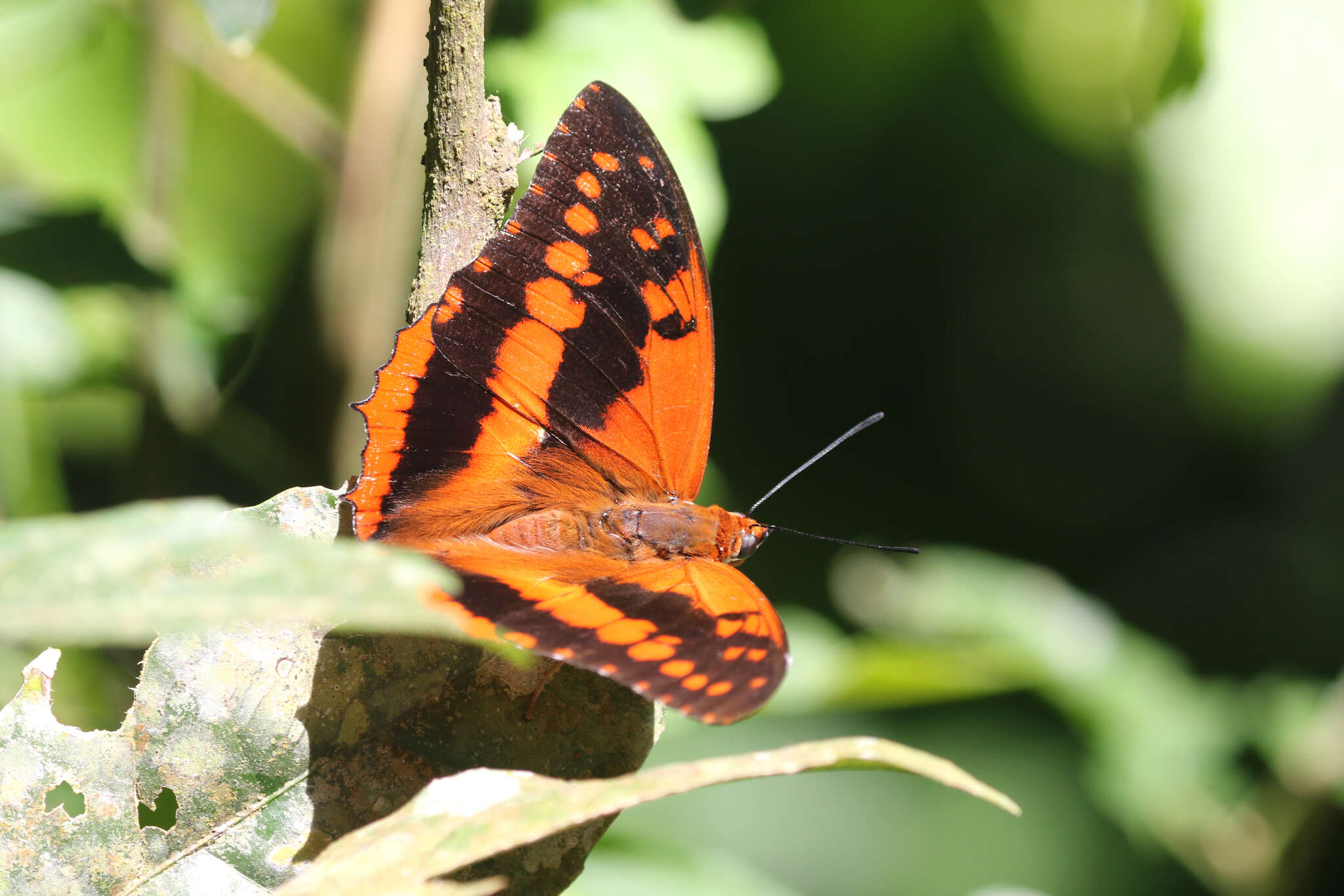 Charaxes cynthia Butler 1865 resmi