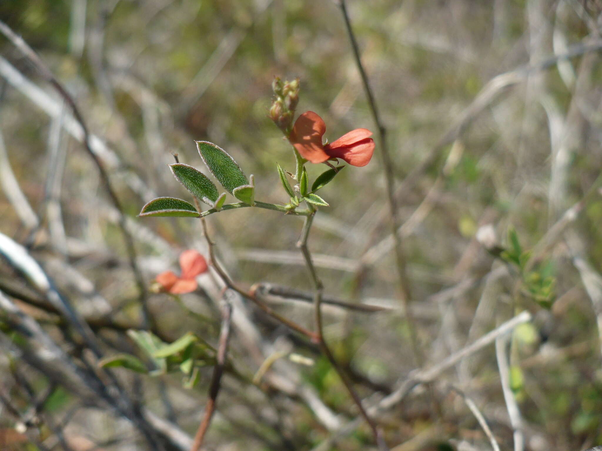 Image of Indigofera trita subsp. scabra (Roth) De Kort & G. Thijsse
