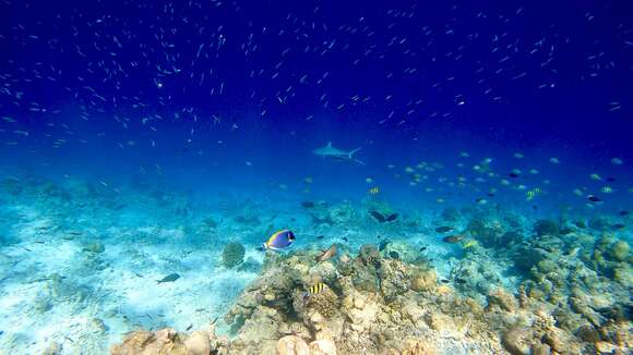 Image of Gray Reef Shark