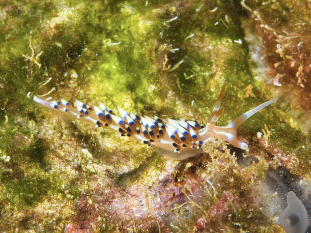 Image of White tipped red and white slug