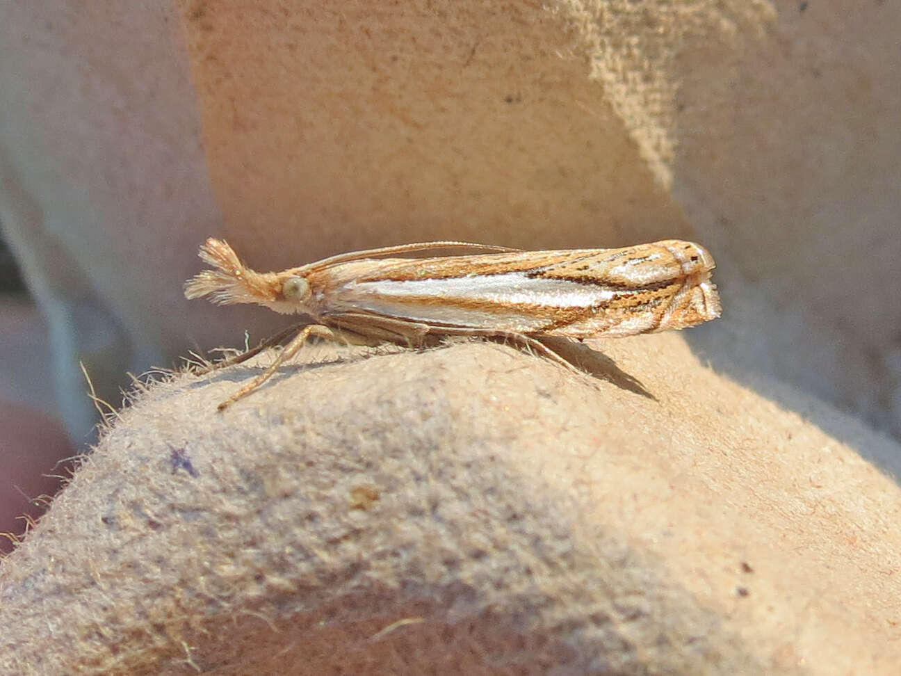 Image of Pasture Grass-veneer