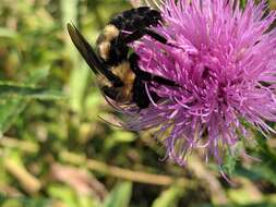 Слика од Bombus fraternus (Smith 1854)