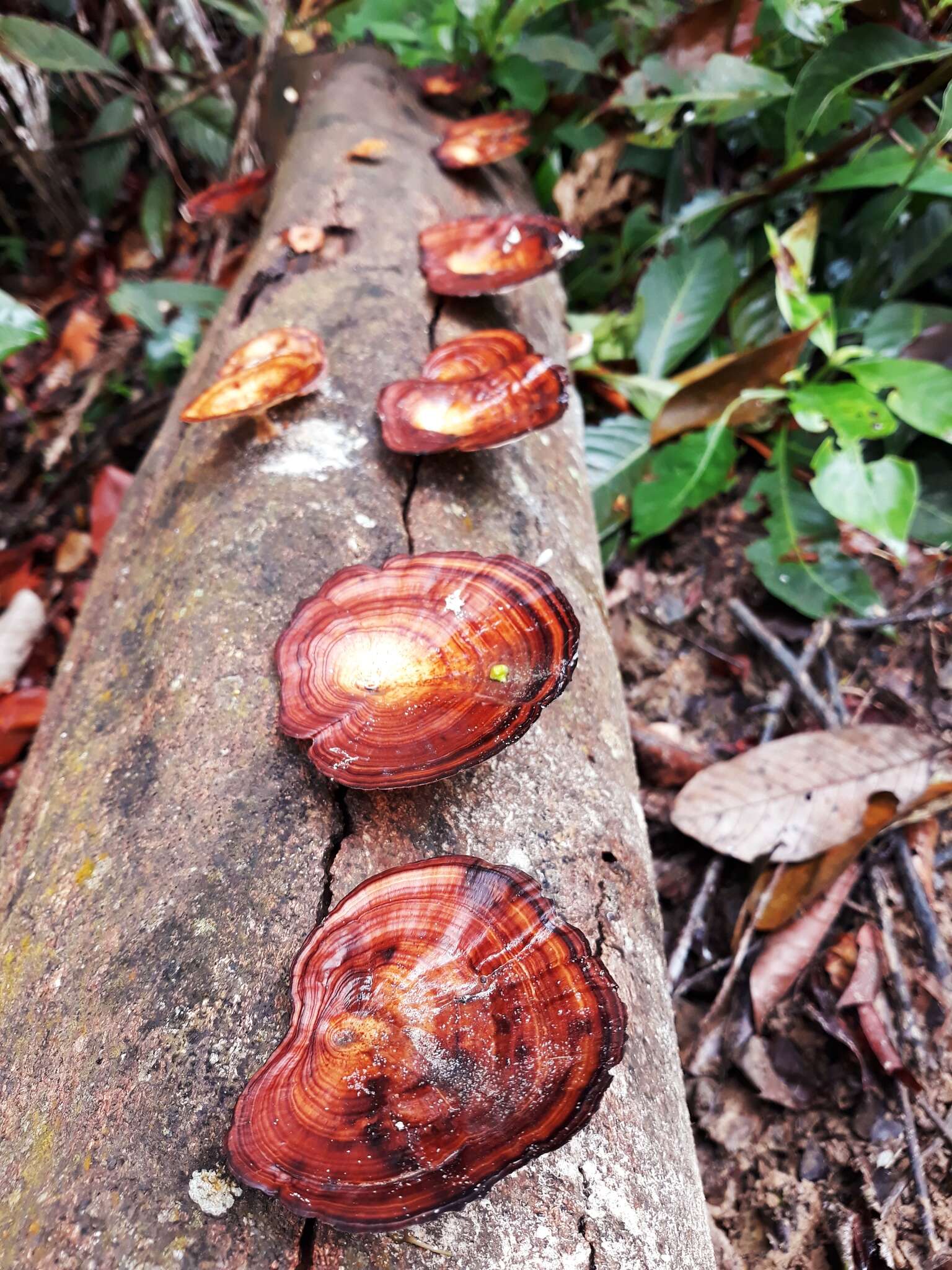 Microporus xanthopus (Fr.) Kuntze 1898 resmi