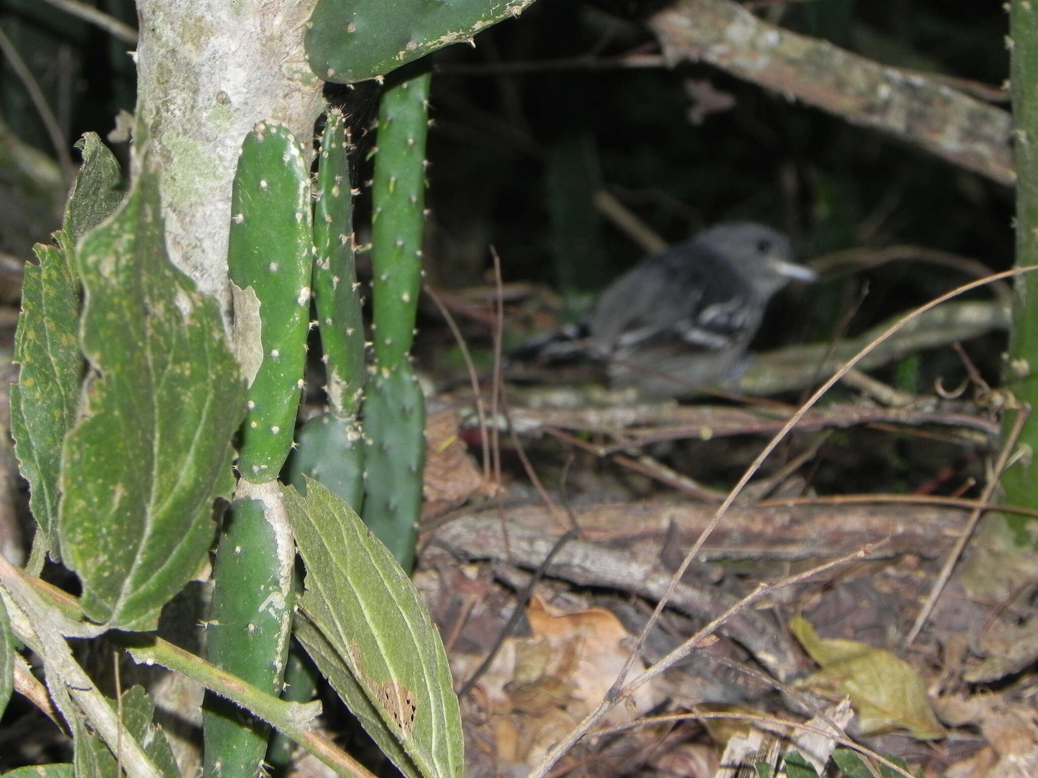 Image of Sooretama Slaty Antshrike