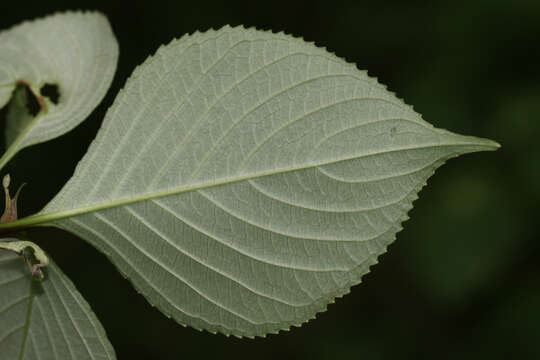 Imagem de Strobilanthes diandra (Nees) Alston