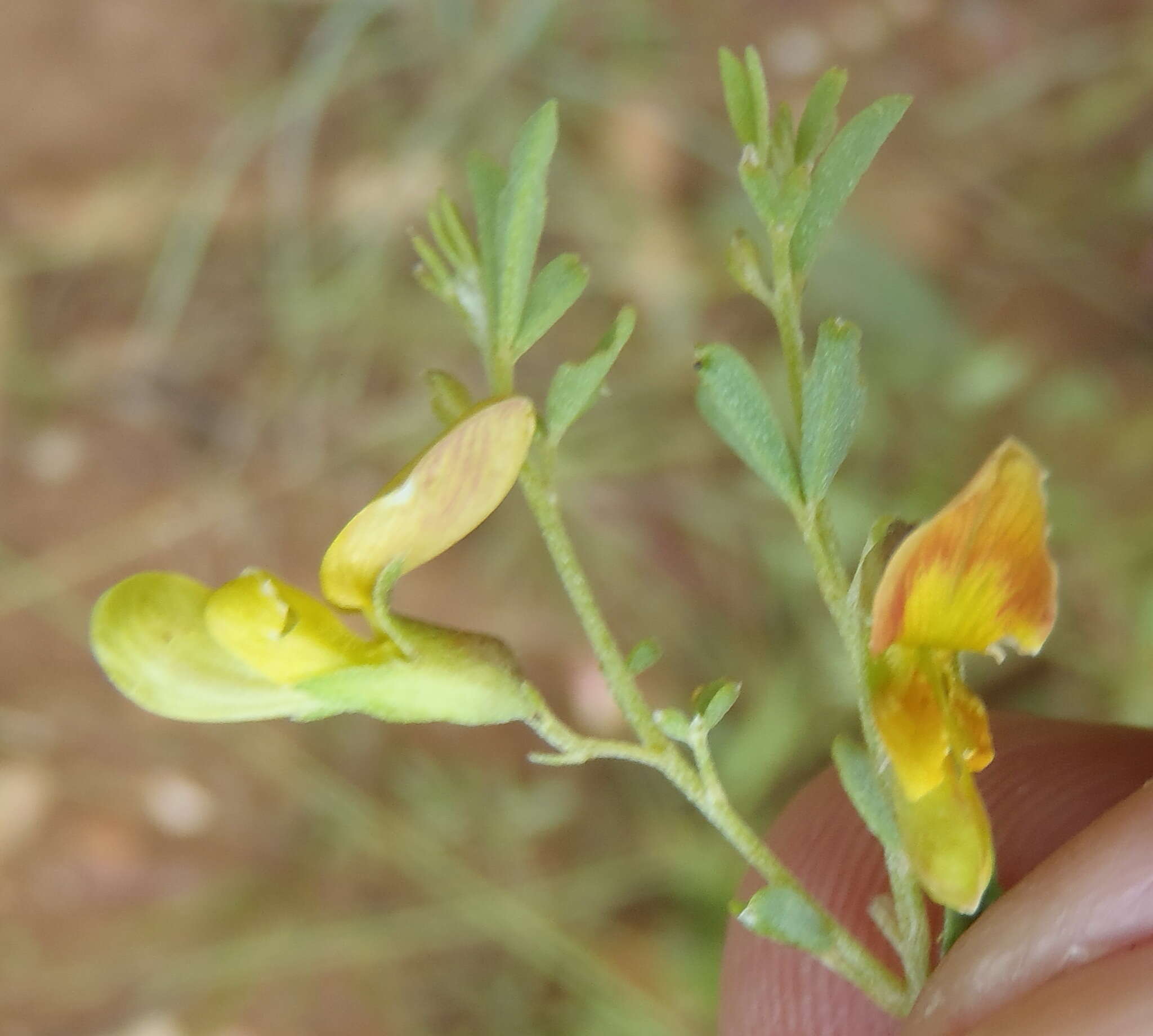 Image of Dichilus lebeckioides DC.