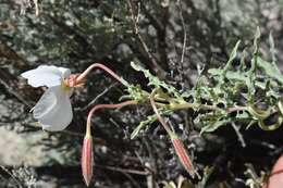 Image of pale evening primrose