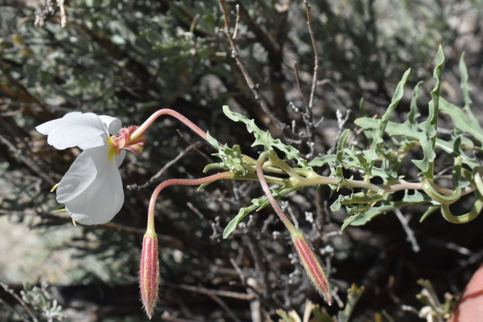 Слика од Oenothera pallida subsp. pallida