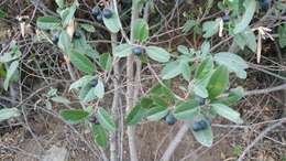 Image of California buckthorn