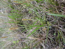 Image of Alaska Plantain