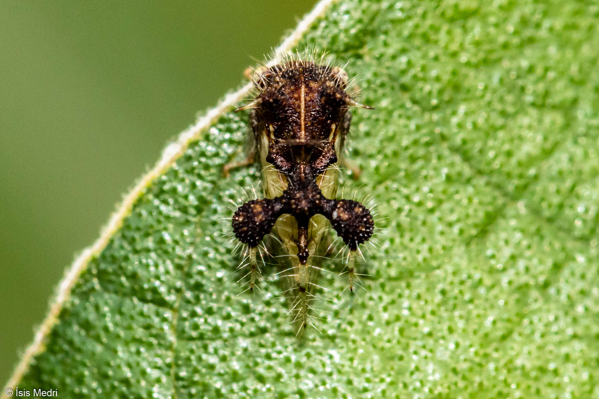 Image of Cyphonia claviger Fabricius