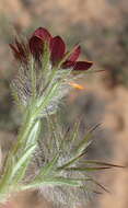 Image of Gorteria diffusa subsp. calendulacea (DC.) Roessler