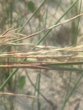 Image of gulf bluestem