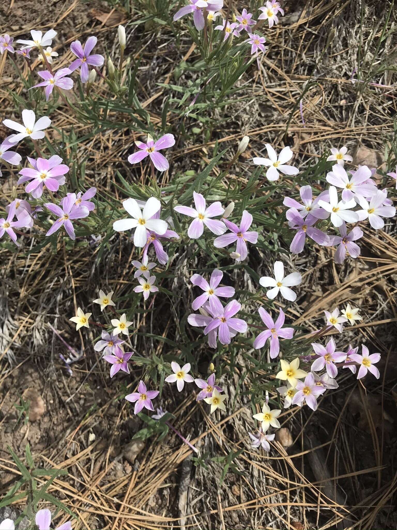 Image of Big Bear Valley phlox