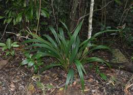 Image of Dianella atraxis R. J. F. Hend.