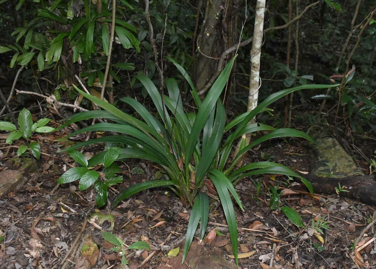 Image of Dianella atraxis R. J. F. Hend.