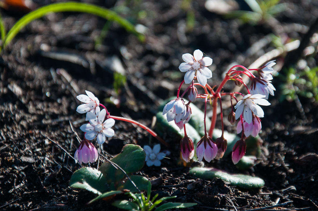 Image of <i>Crassula <i>capensis</i></i> var. capensis