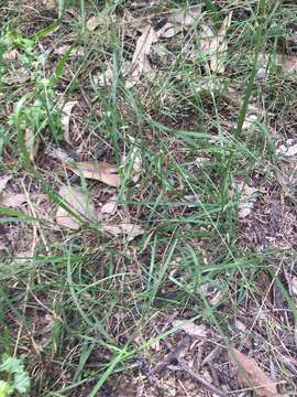 Image of Australian lovegrass