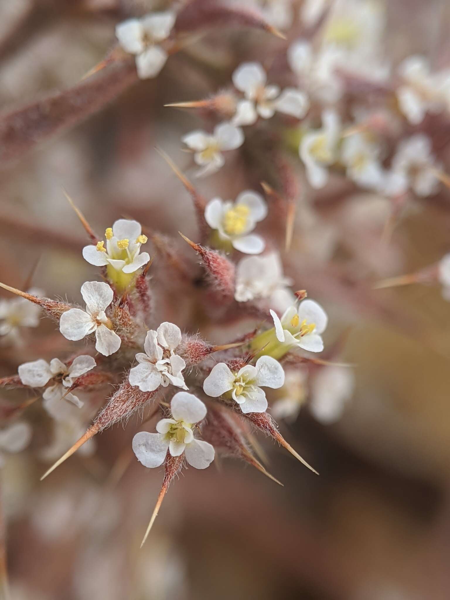 Imagem de Chorizanthe spinosa S. Wats.