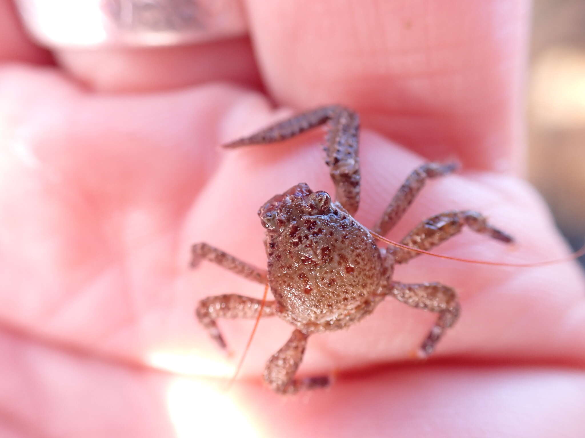 صورة Petrocheles australiensis (Miers 1876)