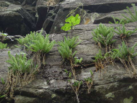 Image of Sedum greggii Hemsl.