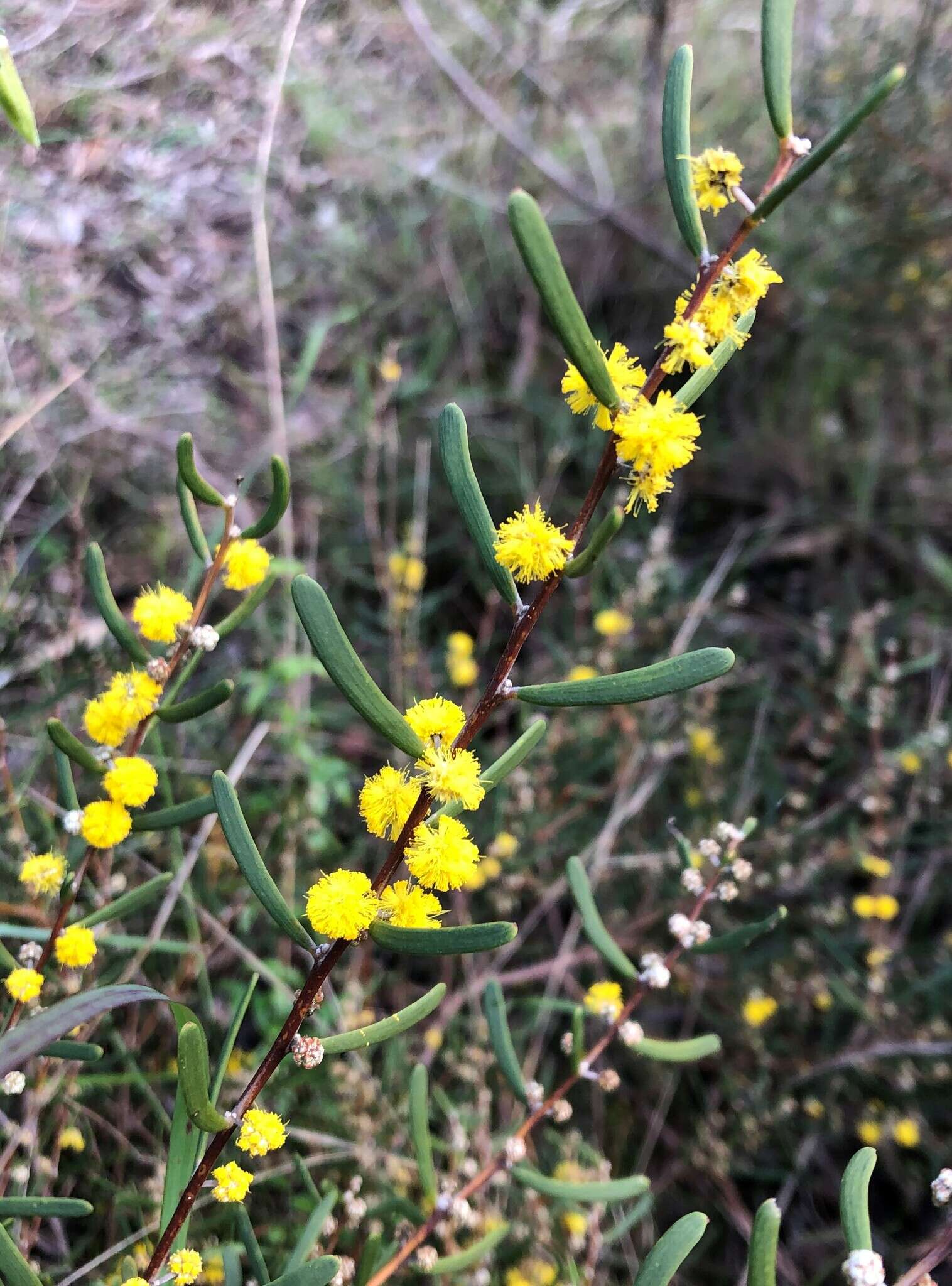 Image of Acacia farinosa Lindl.