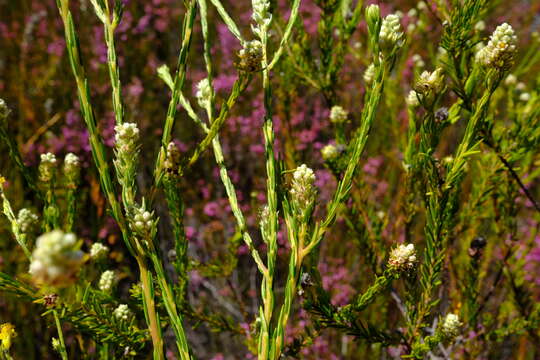 Image of Phylica excelsa var. papillosa (Wendl.) Sond.