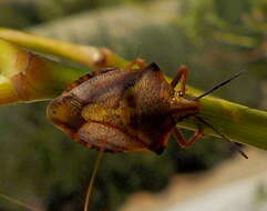 Image of <i>Carpocoris <i>mediterraneus</i></i> mediterraneus