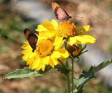 Слика од Acraea natalica Boisduval 1847