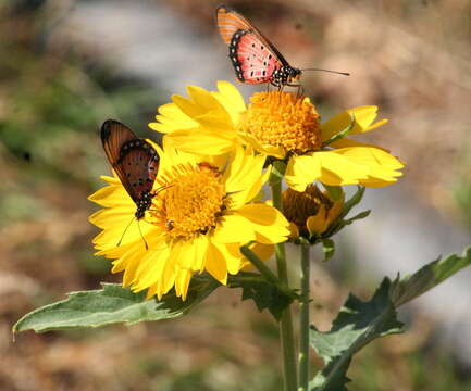 Слика од Acraea natalica Boisduval 1847