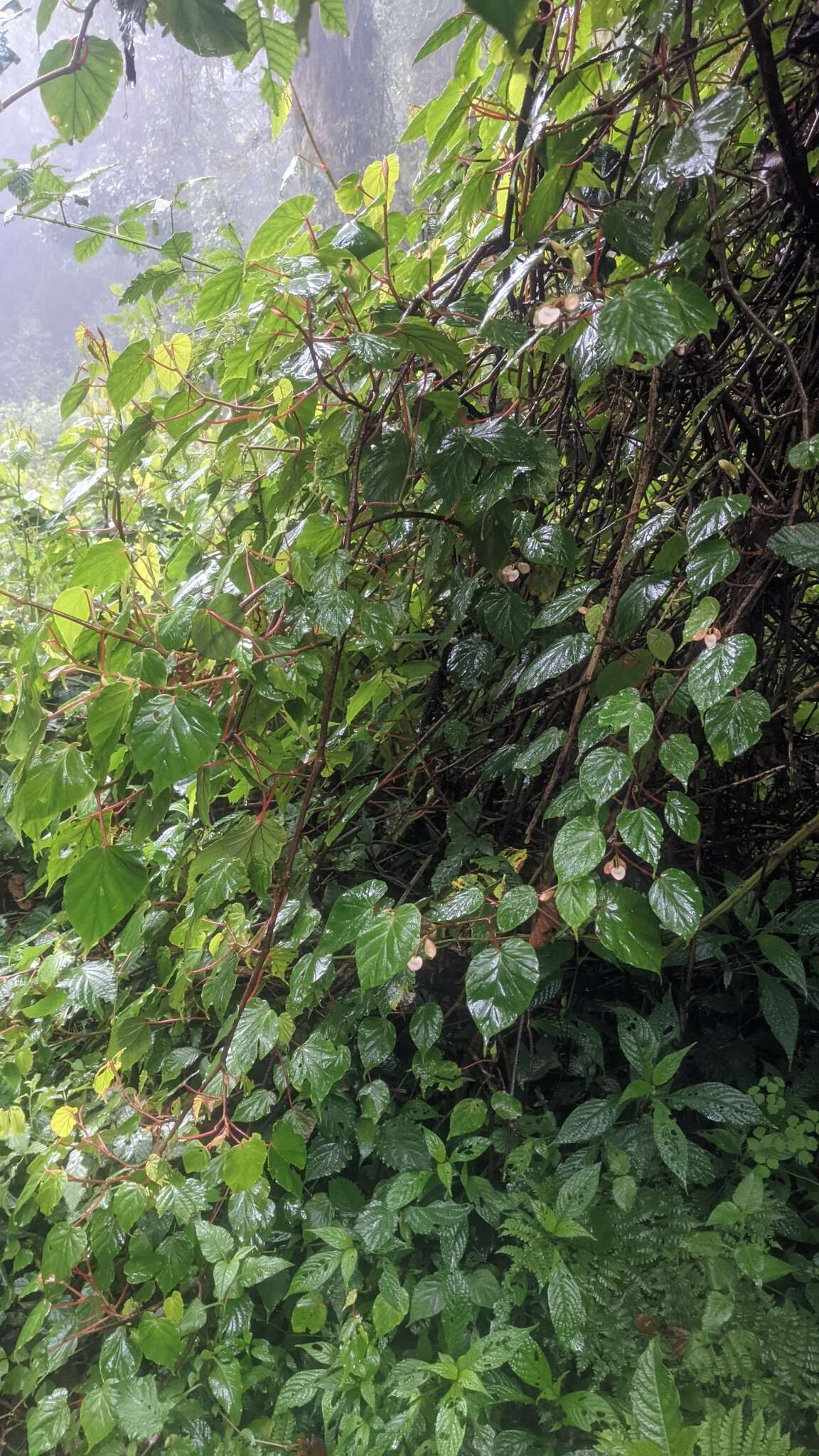 Image of Begonia meyeri-johannis Engl.