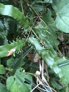 Image of maidenhair creeper