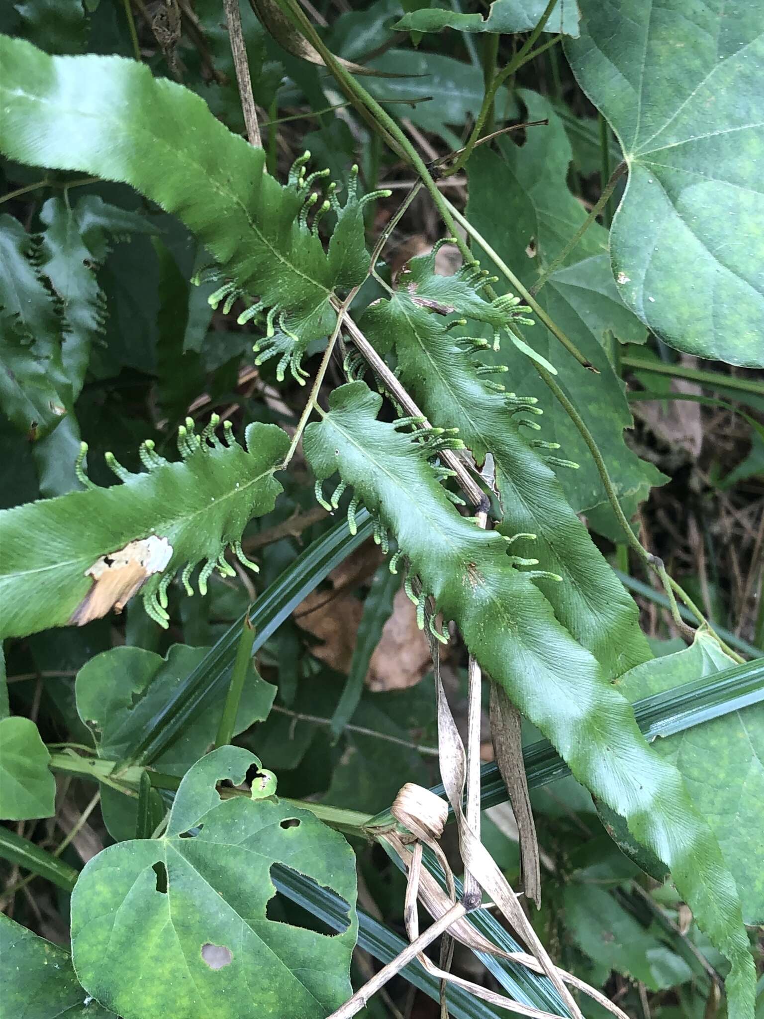 Image of maidenhair creeper