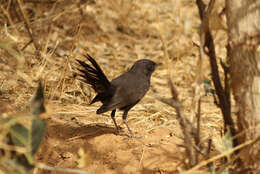 Image of Black Bush Robin