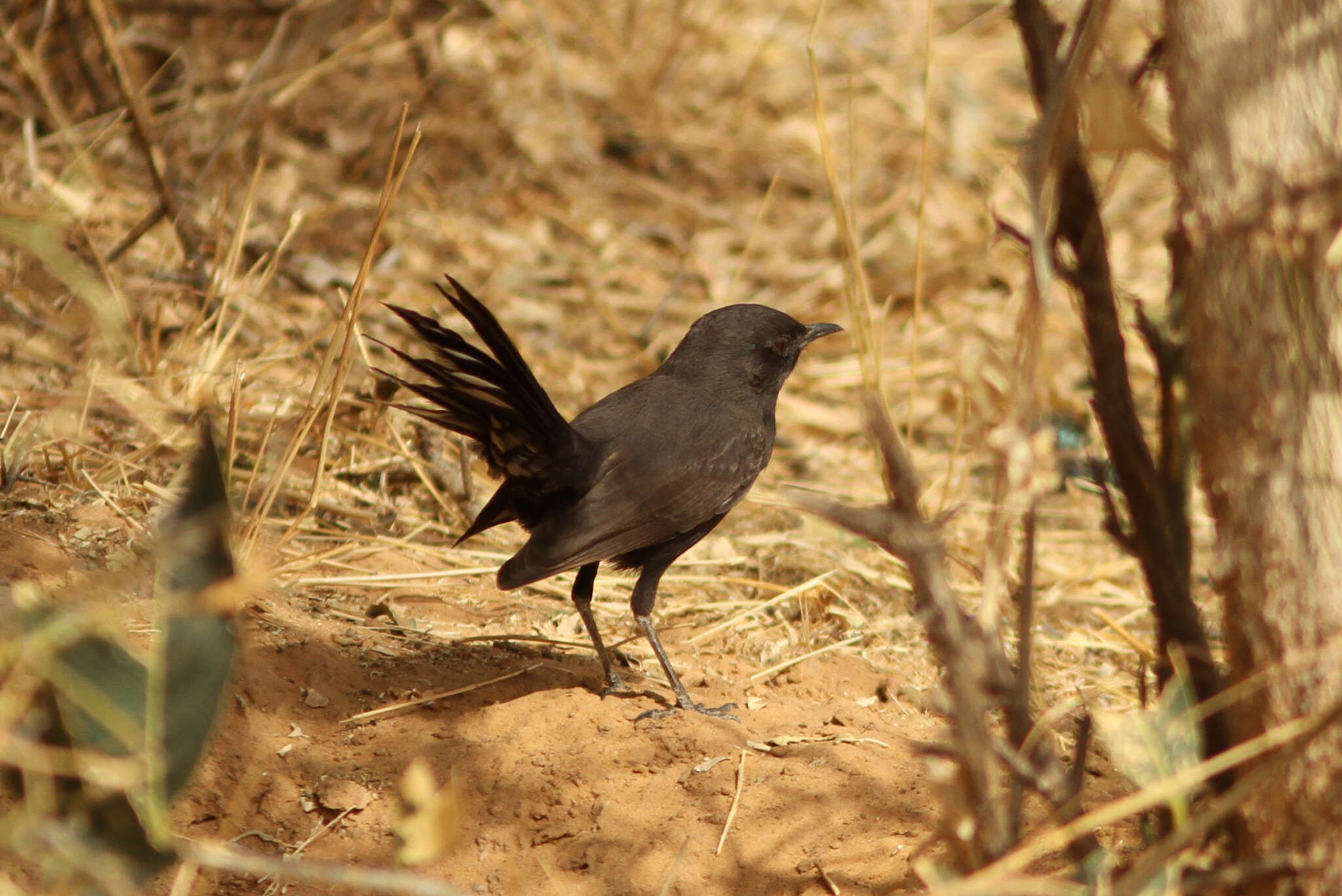 Image of Black Bush Robin