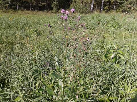 Слика од Cirsium arvense var. integrifolium Wimmer & Grabowski