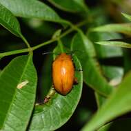 Imagem de <i>Podontia lutea</i>