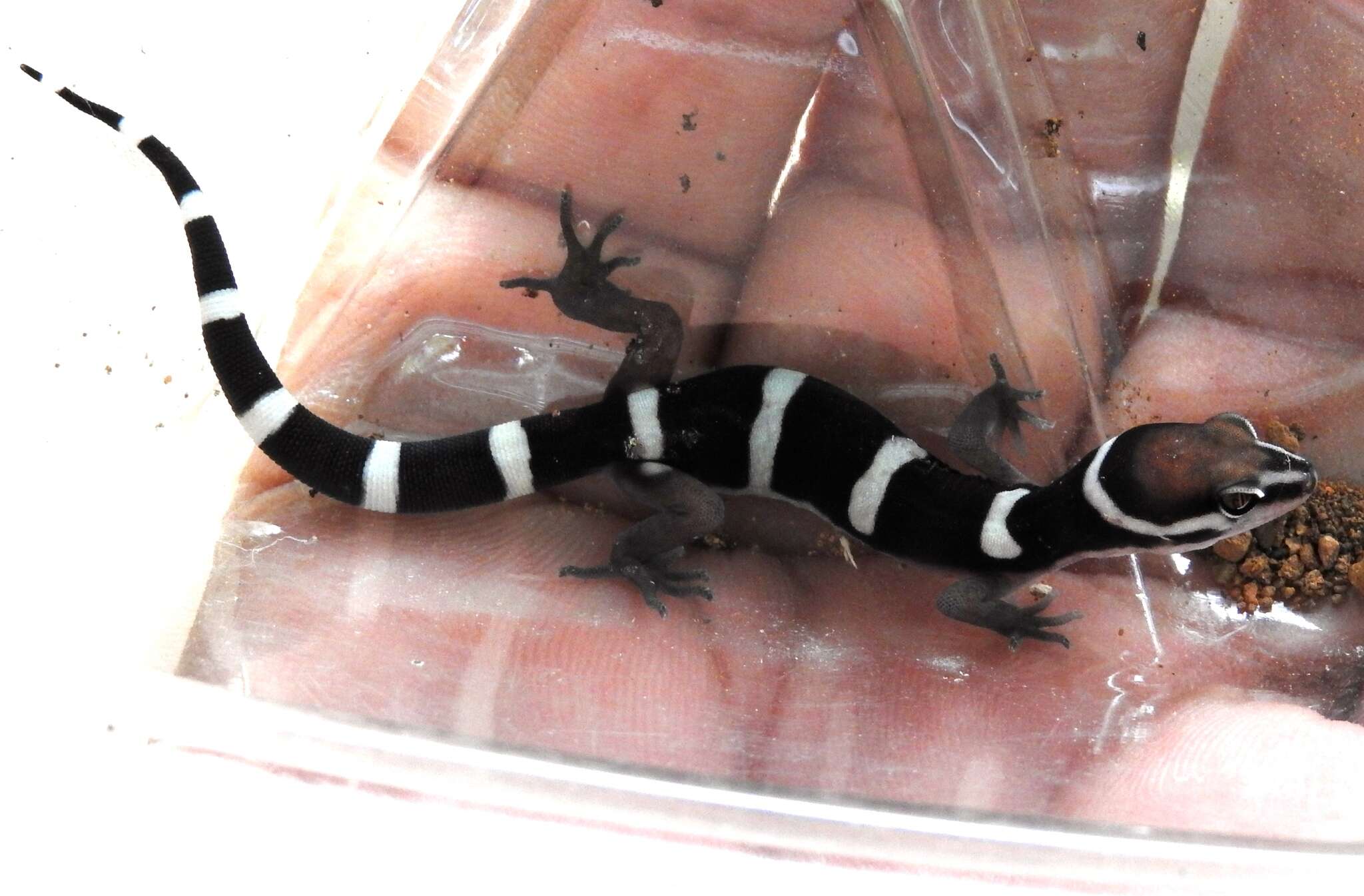 Image of Black Banded Gecko