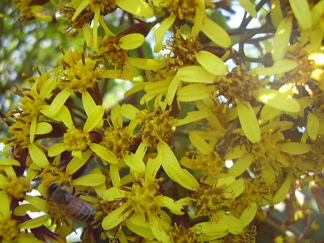 Image of velvet groundsel