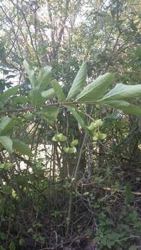 Imagem de Euonymus latifolius (L.) Mill.