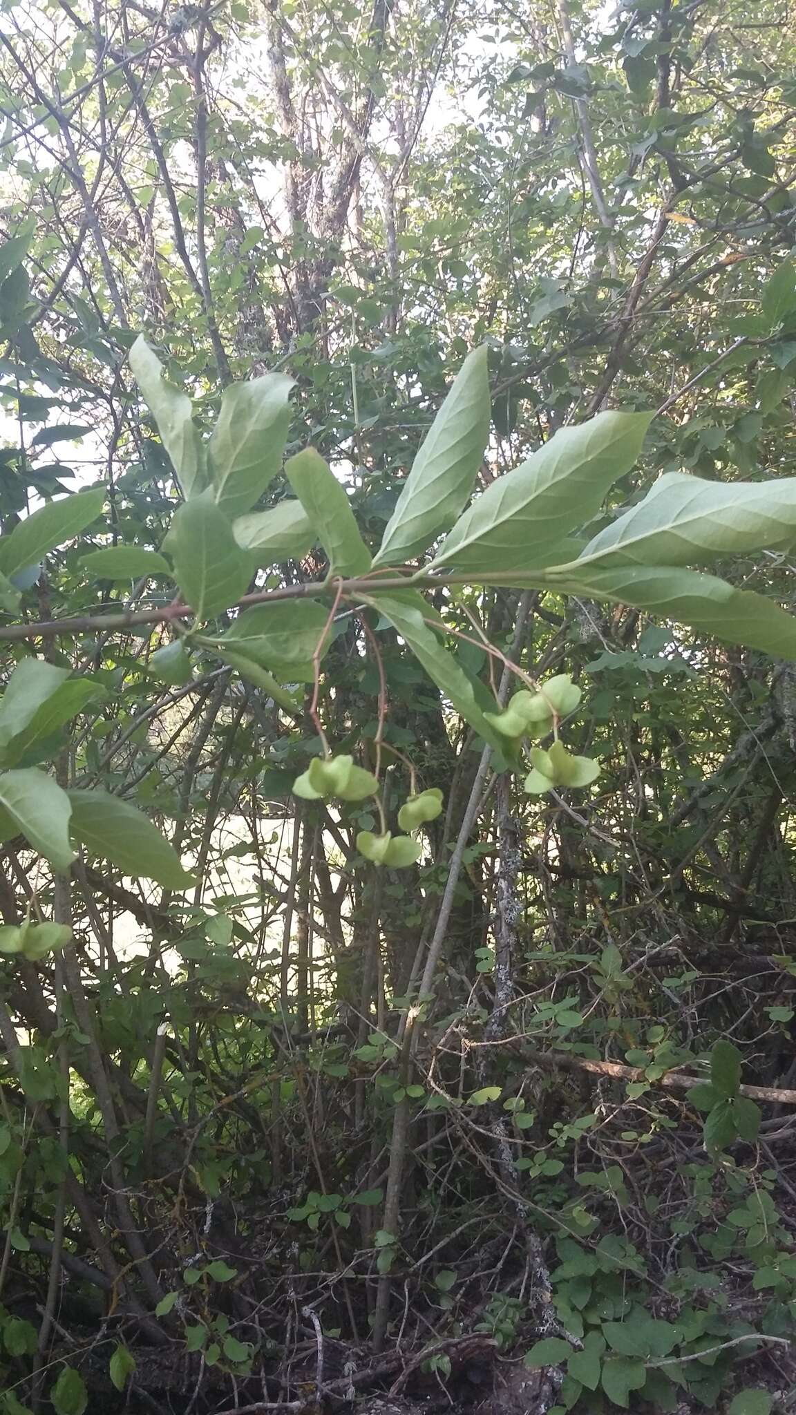 Imagem de Euonymus latifolius (L.) Mill.