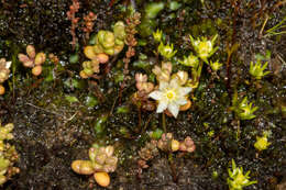 Image of Calandrinia pygmaea F. Müll.