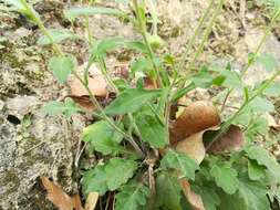 Image de Erigeron dryophyllus A. Gray