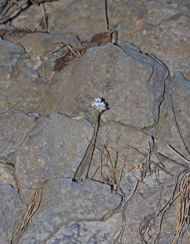 Image of Allium callimischon subsp. haemostictum Stearn