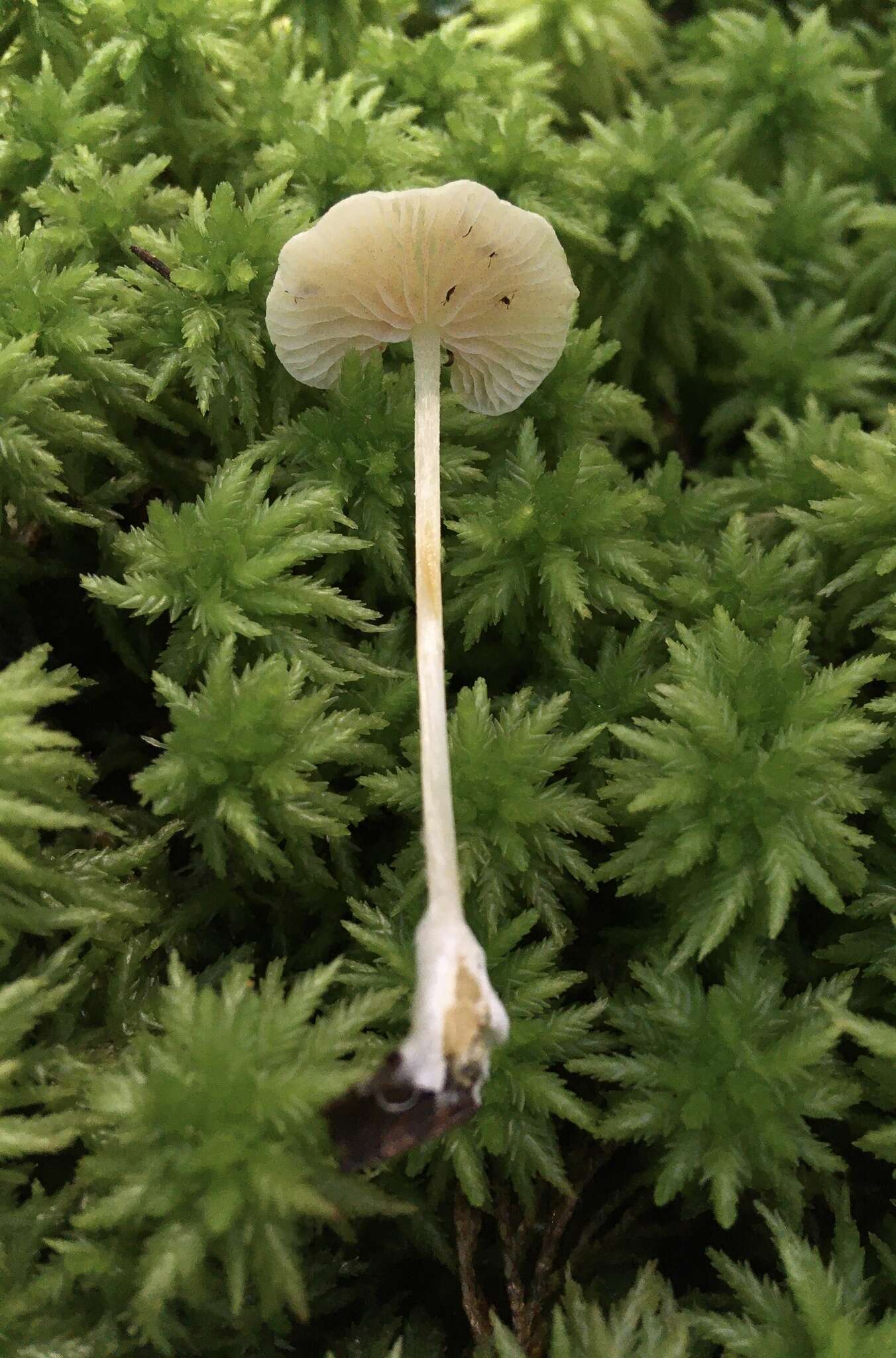 Image of Entoloma albinellum (Peck) Hesler 1967