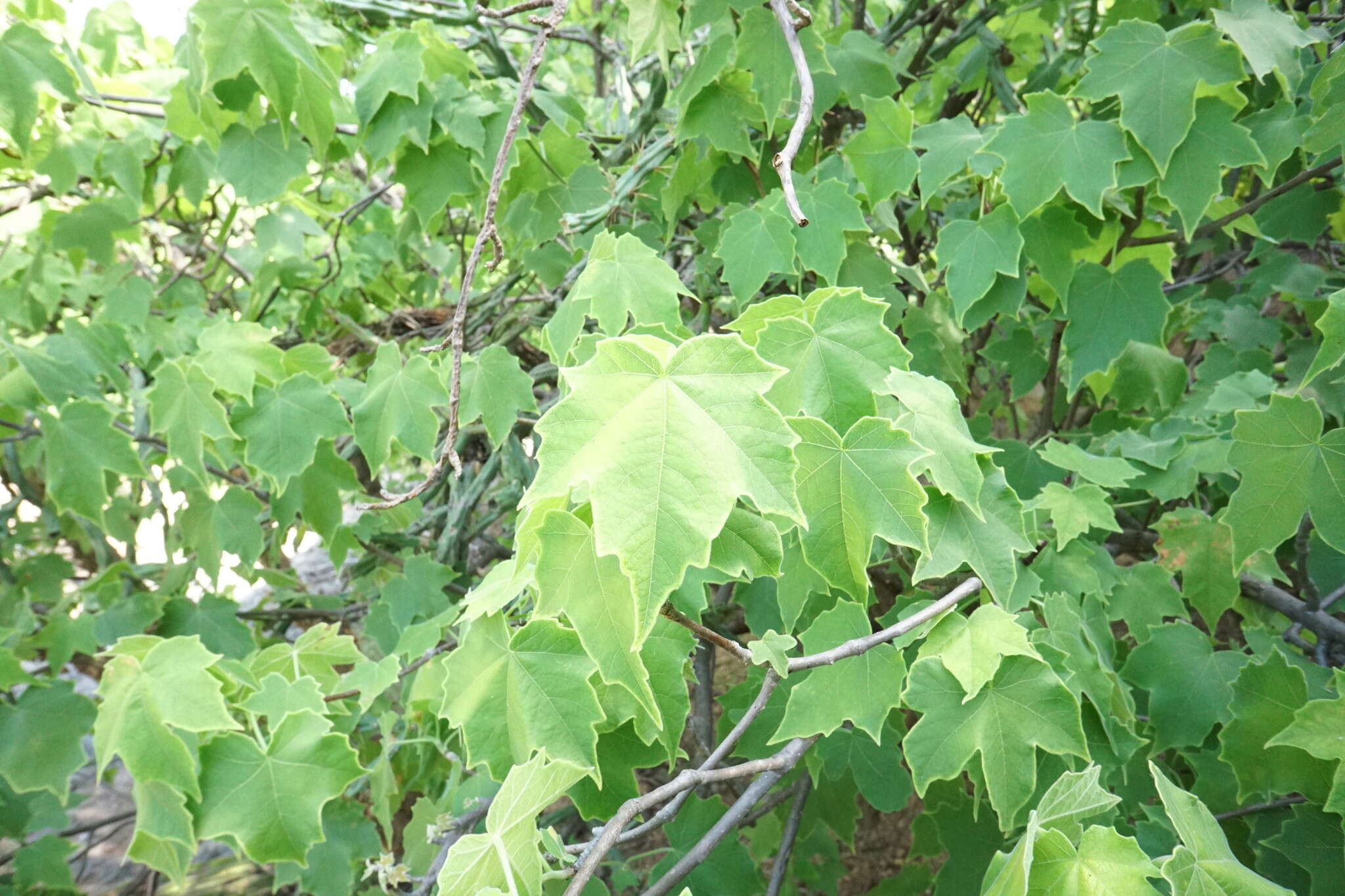 Sivun Jatropha malacophylla Standl. kuva