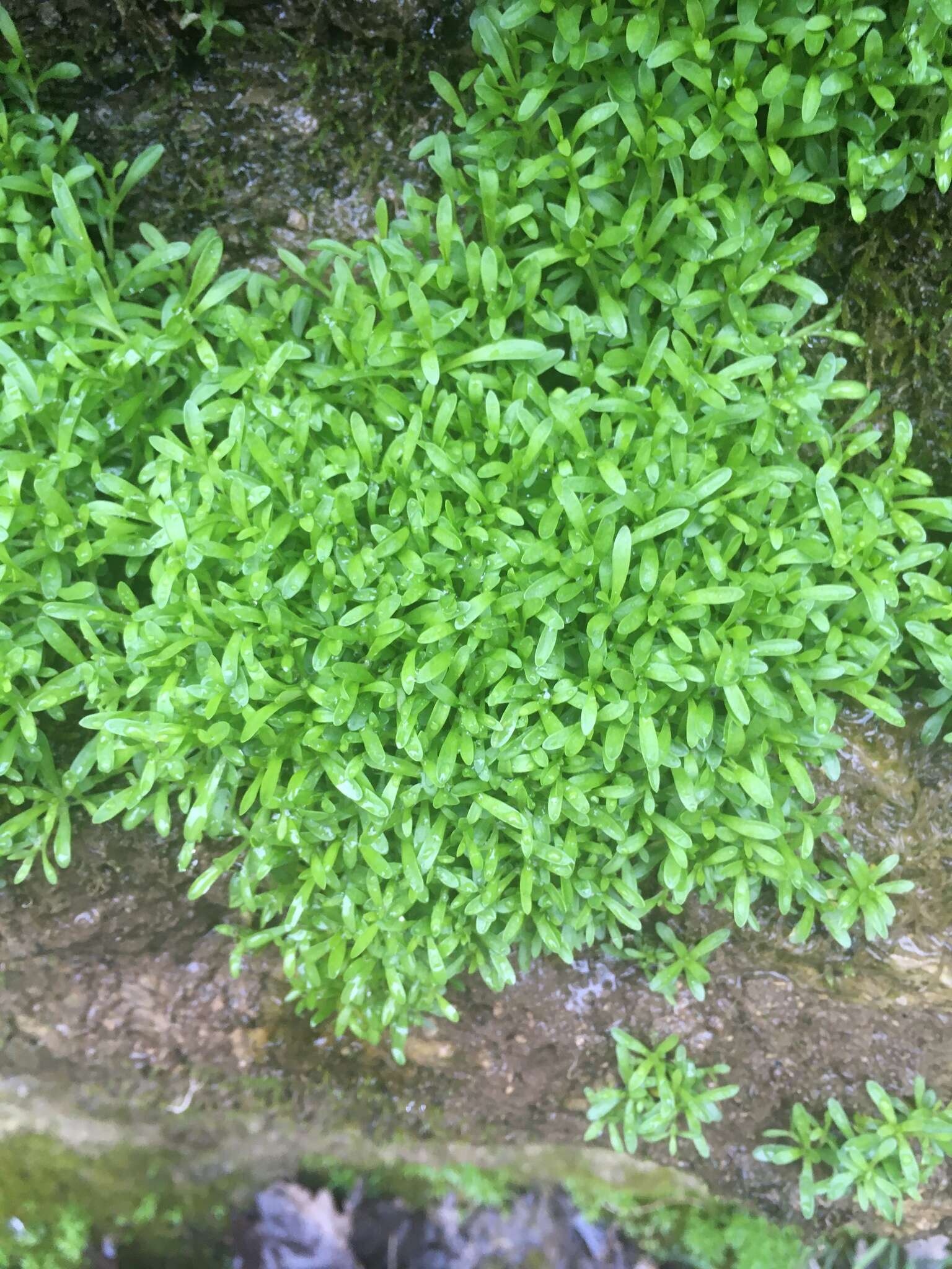 Image of American Water Starwort