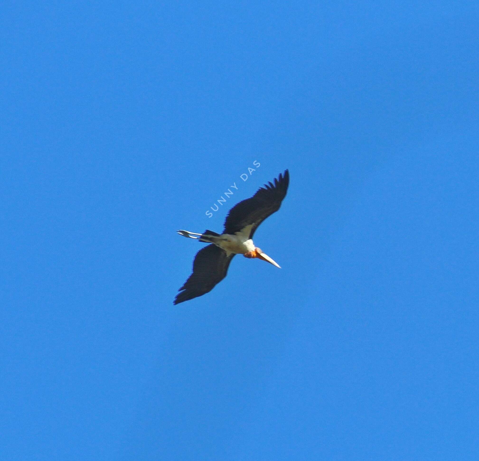 Image of Greater Adjutant