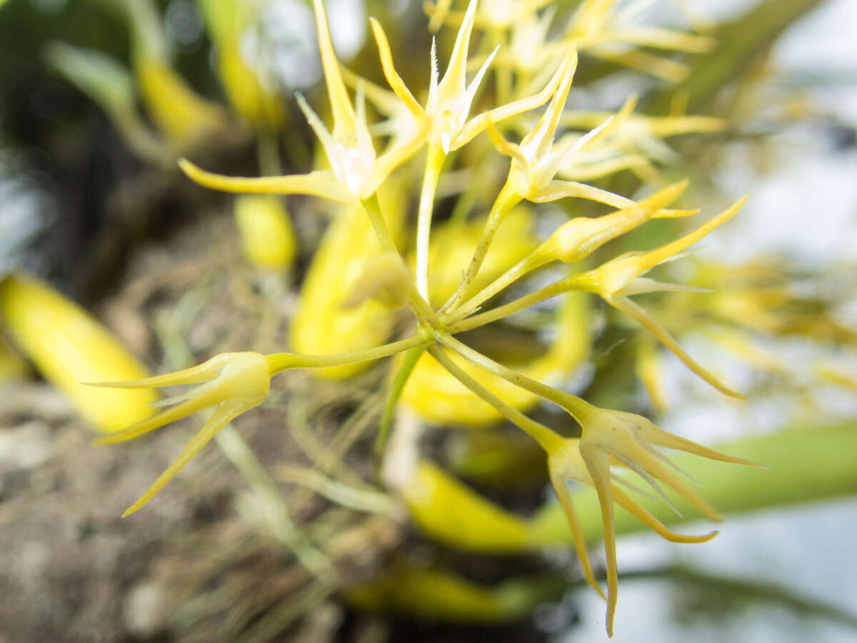 Image of Bulbophyllum laxiflorum (Blume) Lindl.