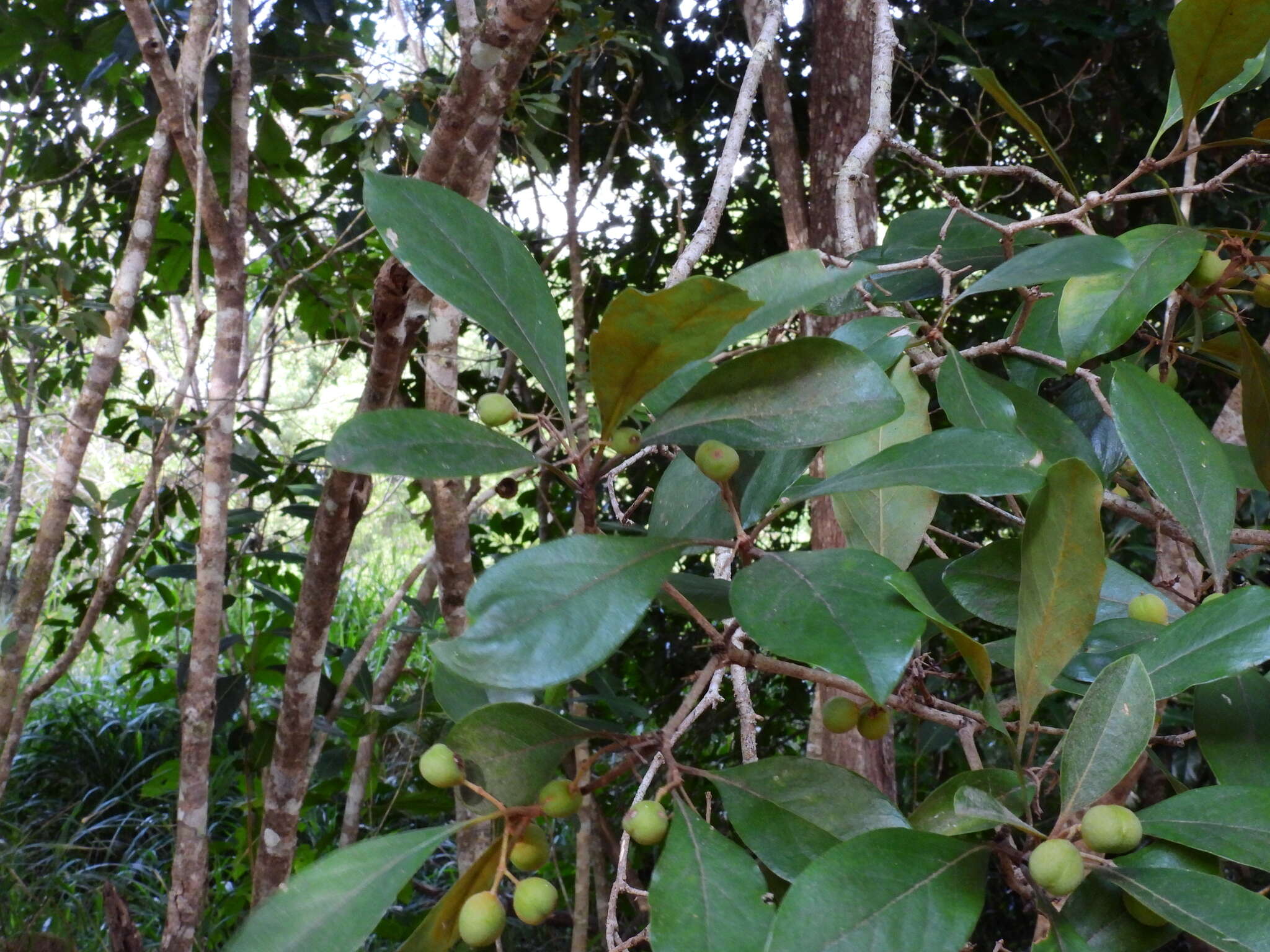 Image of Rusty Pittosporum